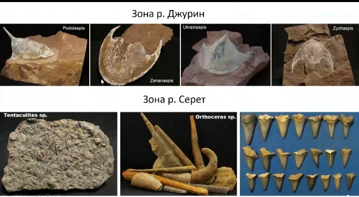 Палеонтологічні знахідки в долинах річок Подільського регіону 